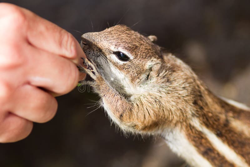 Chipmunk