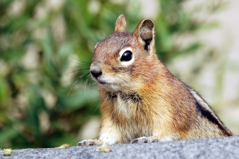 Chipmunk