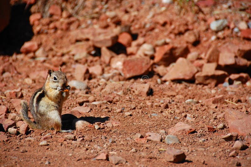 Chipmunk