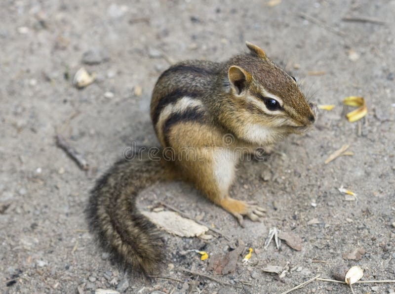 Chipmunk