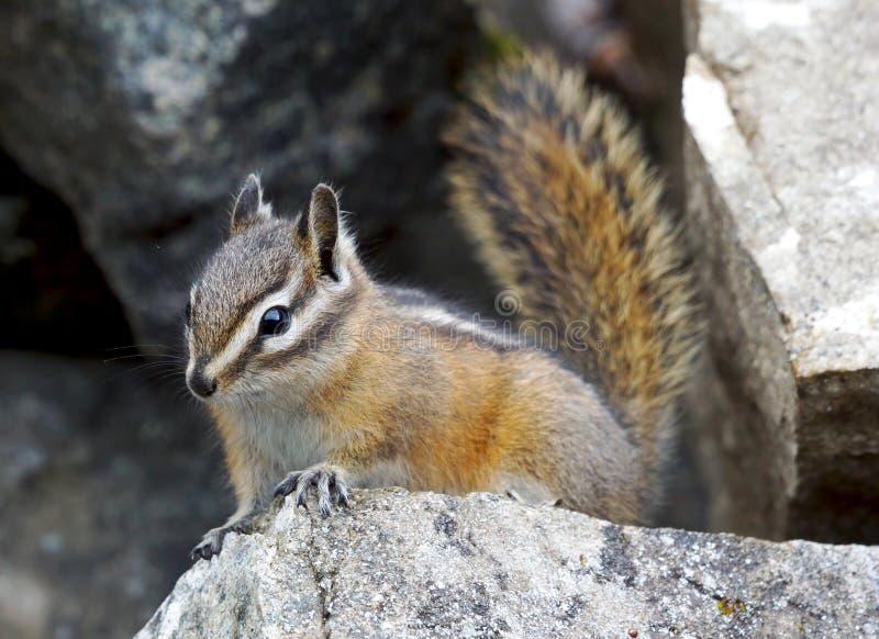 A tiny Chipmunk peeks out of the rocks to see if food is available from people passing by