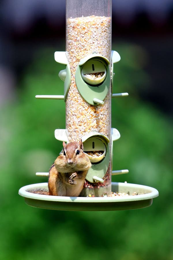 Chipmunk on a Bird Feeder