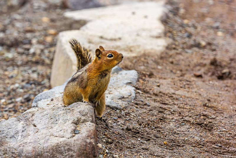 chipmunk on dirt trail looking around for food