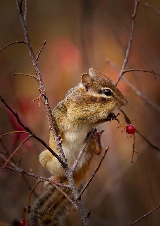 A chipmunk is eating berries