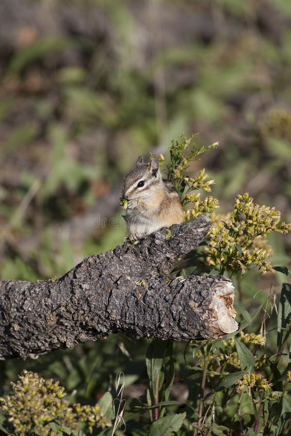 Chipmunk in Flower Garden stock photo. Image of blue 14206878