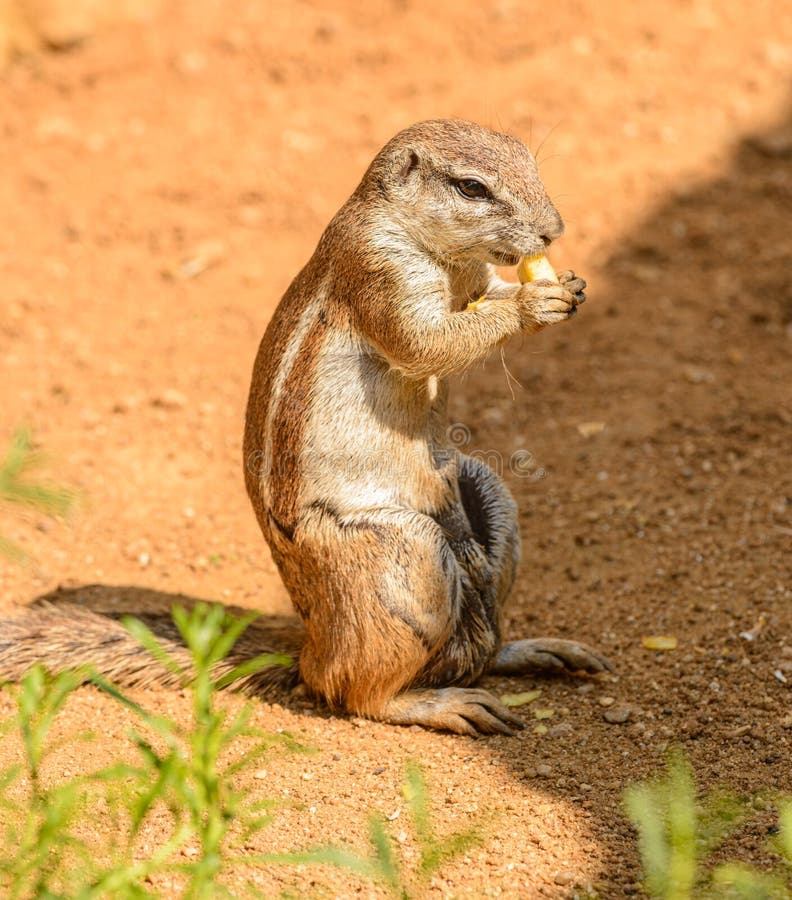 Chipmunk Eating Some Vegetable on the Ground Stock Image Image of