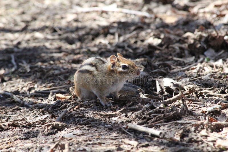 Chipmunk stock photo. Image of ground, nature, brown 52358166