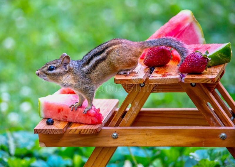 Chipmunk And Fresh Juicy Fruit Stock Image Image of eating, animal