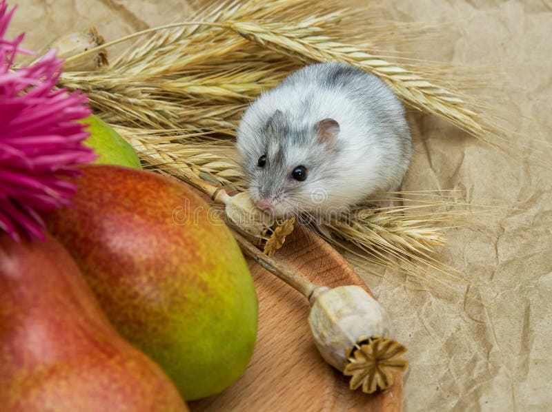 Hamster Pear Stock Photos Free Royalty Free Stock Photos from Dreamstime
