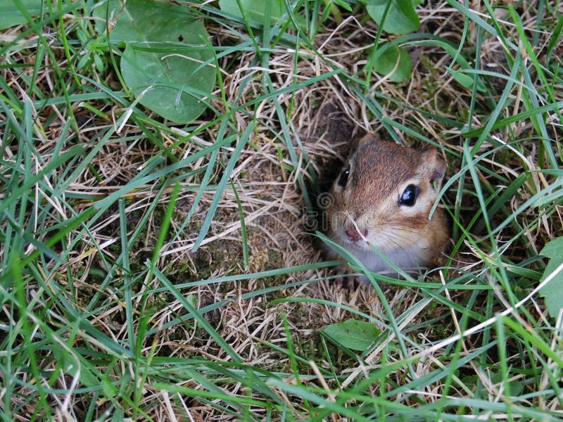 Chipmunk Hole stock photo Chipmunk Hole stock photo