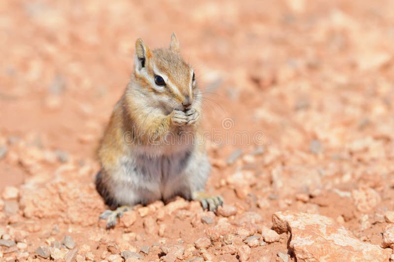 Hopi Chipmunk in Canyonlands national park, Utah USA. Hopi Chipmunk in Canyonlands national park, Utah USA