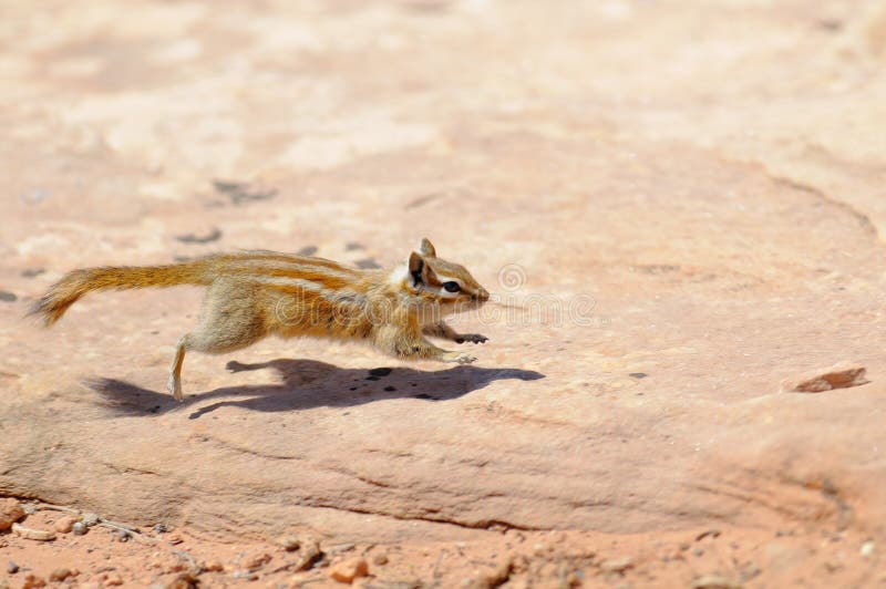 Hopi Chipmunk in Canyonlands national park, Utah USA. Hopi Chipmunk in Canyonlands national park, Utah USA