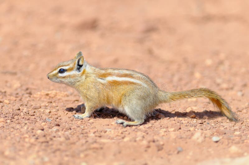 Hopi Chipmunk in Canyonlands national park, Utah USA. Hopi Chipmunk in Canyonlands national park, Utah USA