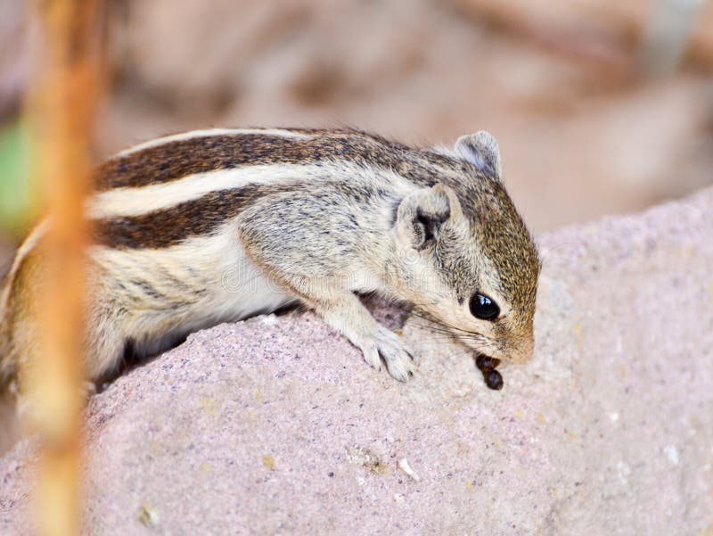 Chipmunk Indian Squirrel stock image. Image of forest 44188029