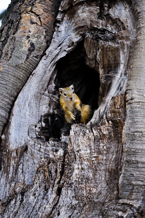 Chipmunk Inside a Tree Hole Stock Photo - Image of nature, tree: 122926554