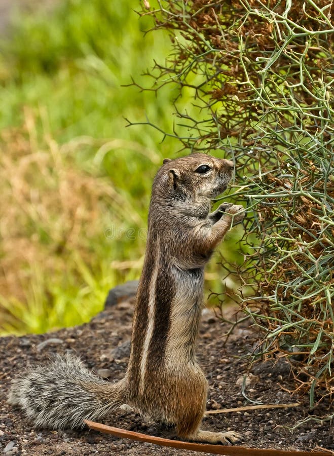 Chipmunk by prickly bush