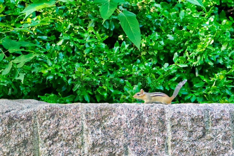 Chipmunk on a stone wall, green background
