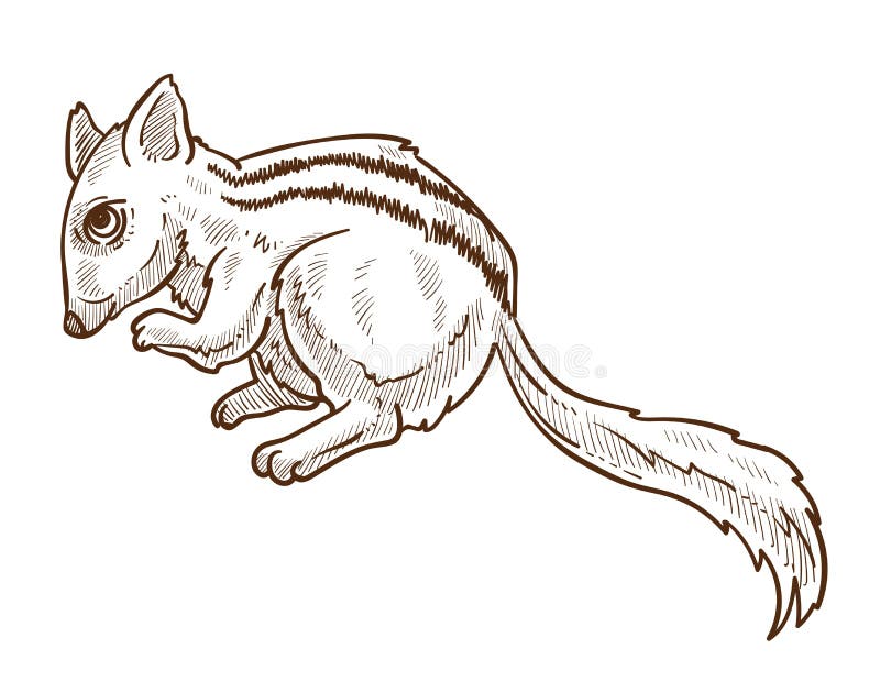 Chipmunk with Striped Back, Squirrel Isolated Sketch Drawing Stock Vector - Illustration of drawn, animal: 161427927 Chipmunk with Striped Back, Squirrel Isolated Sketch Drawing Stock Vector - Illustration of drawn, animal: 161427927