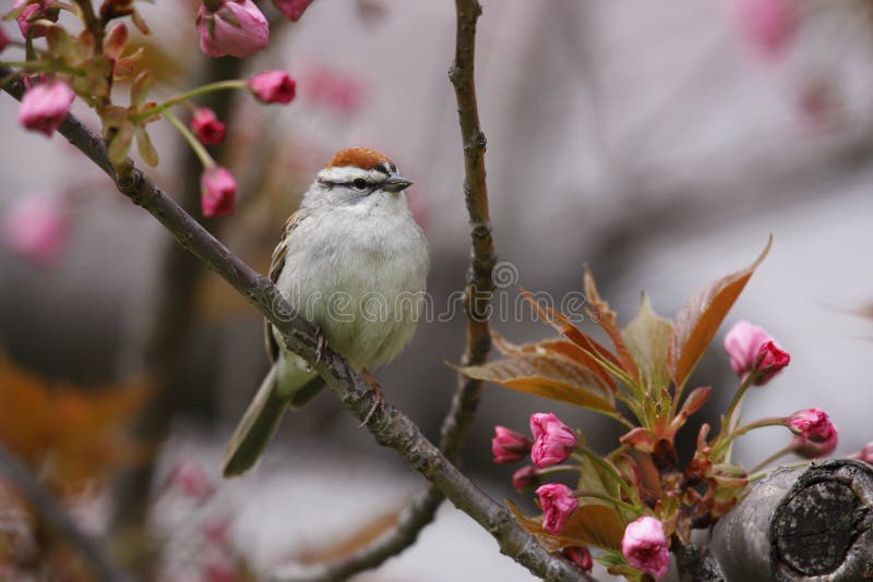 Chipping Sparrow (Spizella passerina passerina)