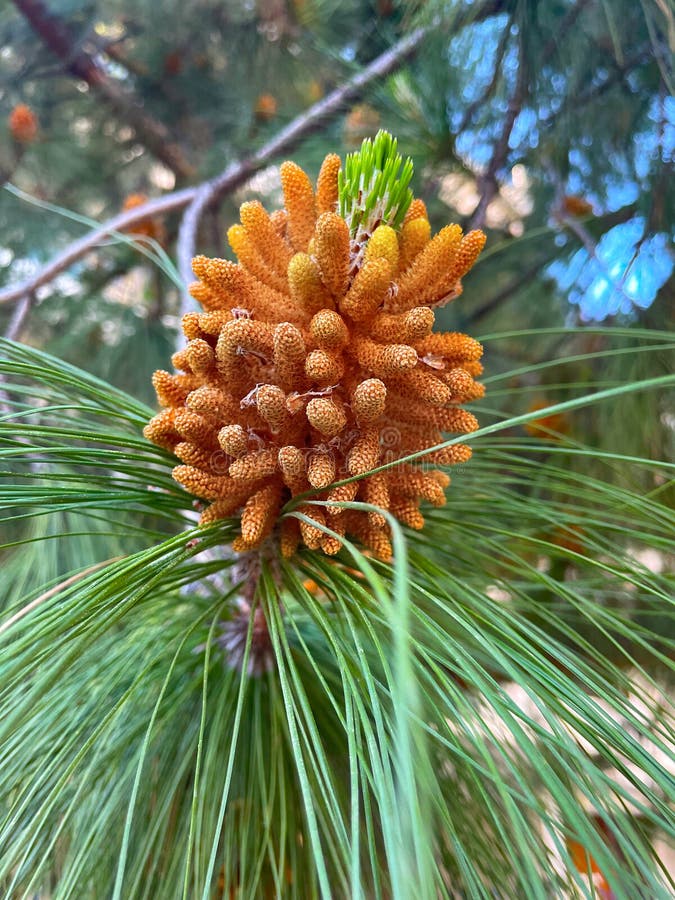 Pine Tree in Spring. Pine fruits amidst green pile leaves with selective focus and blur background. View of a branch of pine flowering. Chir pine - Pinus roxburghii tree