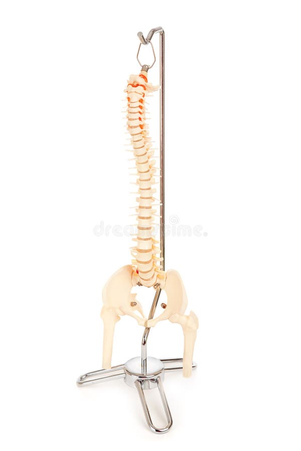 Chiropractic Model Of Human Spine Stock Photo Image of scale, correct