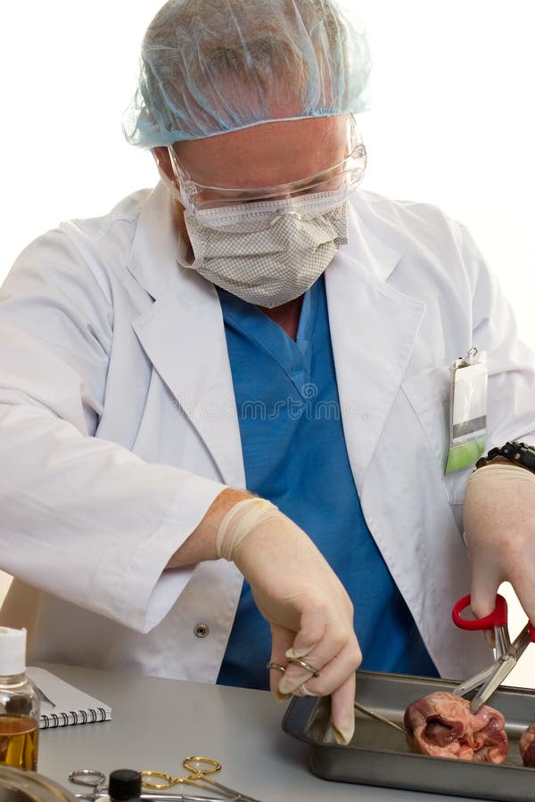 Chirurgien ou docteur avec un rein photo libre de droits Chirurgien ou docteur avec un rein photo libre de droits