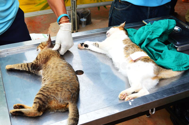 Chirurgische Sterilisation Der Katze Stockbild Bild von schrecklich