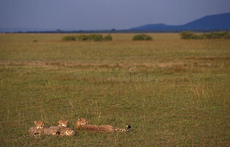Chita, Jachtluipaard, jubatus do Acinonyx imagem de stock Chita, Jachtluipaard, jubatus do Acinonyx imagem de stock