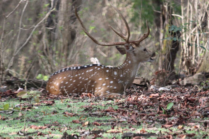 The chital or cheetal Axis axis, also known as spotted deer or axis deer. The chital or cheetal Axis axis, also known as spotted deer or axis deer