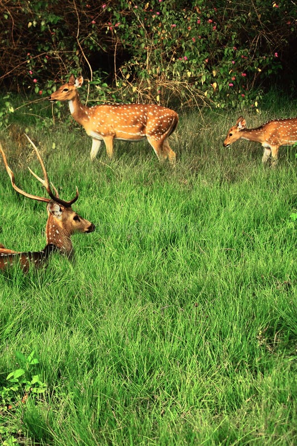 Chital deer or spotted deer family axis axis with stag, doe and fawn, grazing in the grassland of bandipur national park, karnataka in india