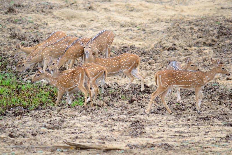 A herd of the deer species variously called Chital, Spotted Deer or Axis Deer, in Yala National Park, south-east Sri Lanka