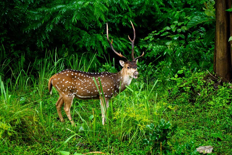 Chital or spotted deer grazing at a wild life sanctuary, native to Indian subcontinent
