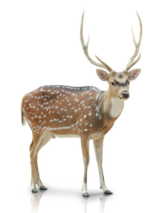 Chital, επισημασμένα ελάφια που απομονώνονται στο άσπρο υπόβαθρο στοκ εικόνες με δικαίωμα ελεύθερης χρήσης