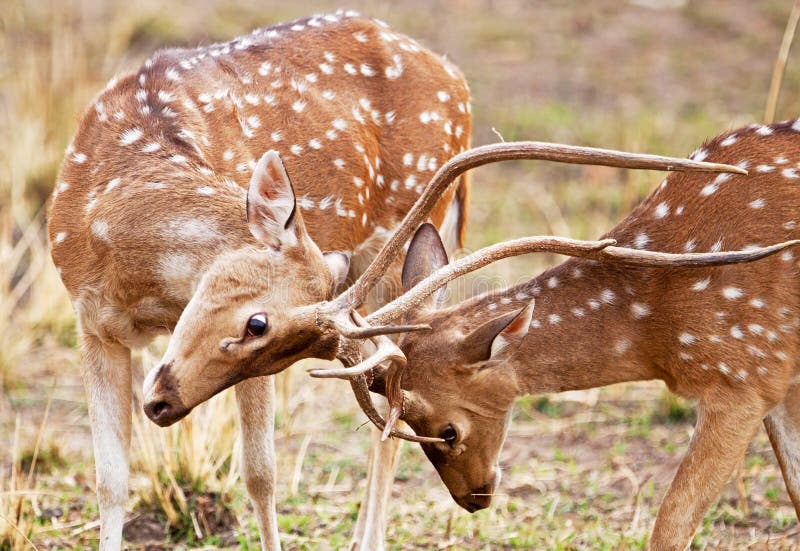 Chital or cheetal deers (Axis axis), also known as spotted deer or axis deer in the Bandhavgarh National Park in India. Bandhavgarh is located in Madhya Pradesh. Chital or cheetal deers (Axis axis), also known as spotted deer or axis deer in the Bandhavgarh National Park in India. Bandhavgarh is located in Madhya Pradesh.