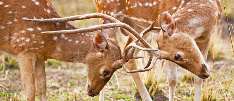 Chital or cheetal deers (Axis axis), also known as spotted deer or axis deer in the Bandhavgarh National Park in India. Bandhavgarh is located in Madhya Pradesh. Chital or cheetal deers (Axis axis), also known as spotted deer or axis deer in the Bandhavgarh National Park in India. Bandhavgarh is located in Madhya Pradesh.