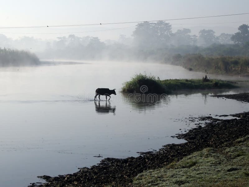 Transizione un fiume sul alba.