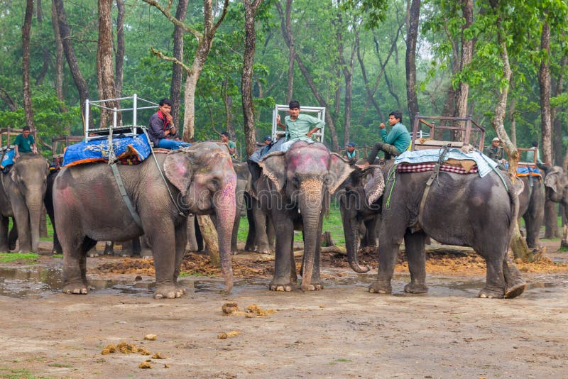 CHITWAN, 27 NEPAL-MAART: Olifantssafari 27, 2015 in Chitwan, Ne stock afbeelding CHITWAN, 27 NEPAL-MAART: Olifantssafari 27, 2015 in Chitwan, Ne stock afbeelding