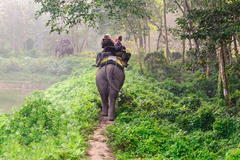 CHITWAN NEPAL, PAŹDZIERNIK, - 27, 2014: Słonie chodzi na gazonie przy słonia safari objeżdżają Chitwan parka narodowego Chitwan o obraz stock CHITWAN NEPAL, PAŹDZIERNIK, - 27, 2014: Słonie chodzi na gazonie przy słonia safari objeżdżają Chitwan parka narodowego Chitwan o obraz stock