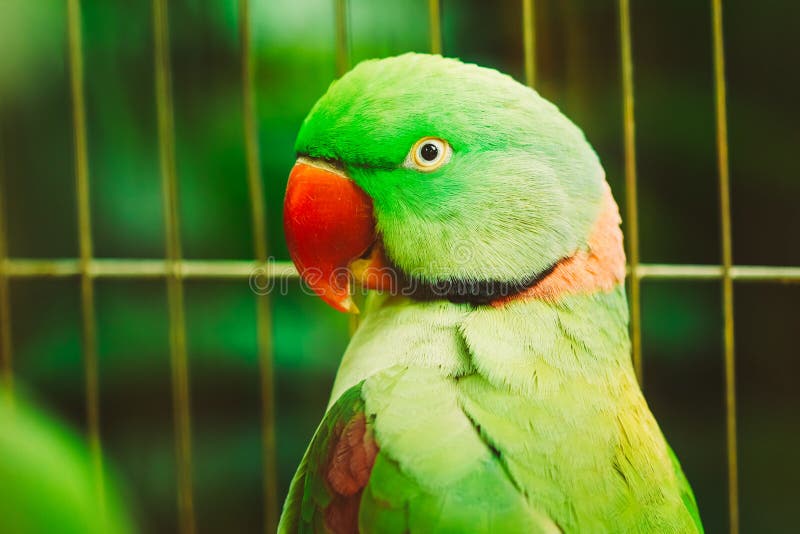 Chiuda su Alexandrine Parakeet Psittacula Eupatria fotografie stock libere da diritti Chiuda su Alexandrine Parakeet Psittacula Eupatria fotografie stock libere da diritti