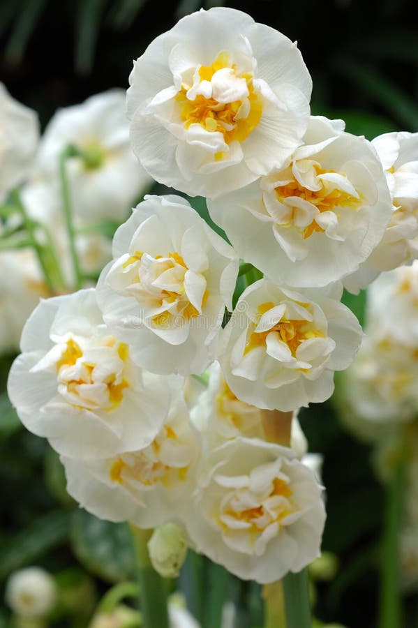 Chiuda in su dei daffodils bianchi immagine stock libera da diritti Chiuda in su dei daffodils bianchi immagine stock libera da diritti