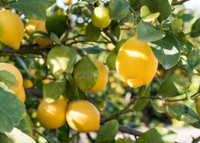 Chiuda su dei limoni su un albero immagine stock Chiuda su dei limoni su un albero immagine stock