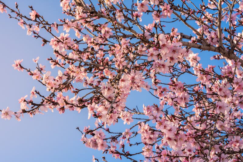 Chiuda su dei mandorli di fioritura Bello fiore della mandorla sui rami Fiori di rosa del mandorlo della primavera con il ramo ed