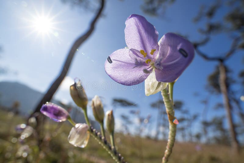 Chiuda su del fiore di giganteum di Murdannia della famiglia di commelinaceae con luce solare sulla montagna nell'inverno fotografia stock Chiuda su del fiore di giganteum di Murdannia della famiglia di commelinaceae con luce solare sulla montagna nell'inverno fotografia stock
