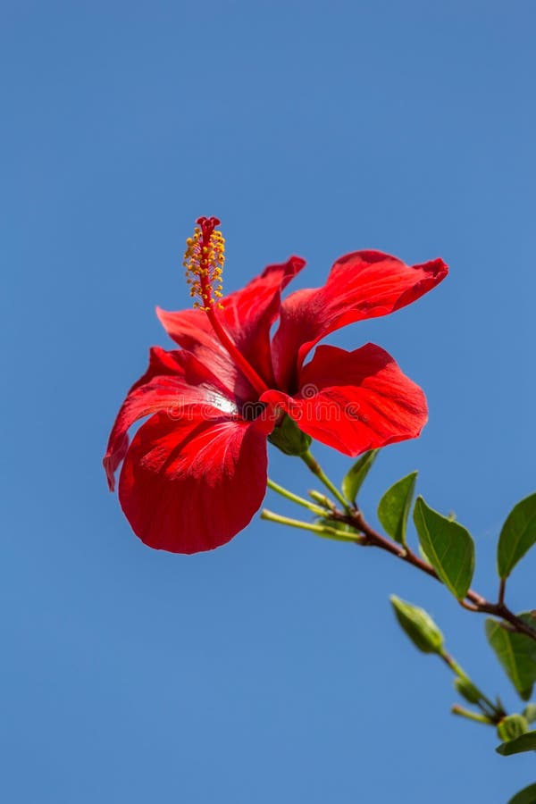 Chiuda su del fiore piacevole dell'ibisco in Spagna fotografia stock Chiuda su del fiore piacevole dell'ibisco in Spagna fotografia stock