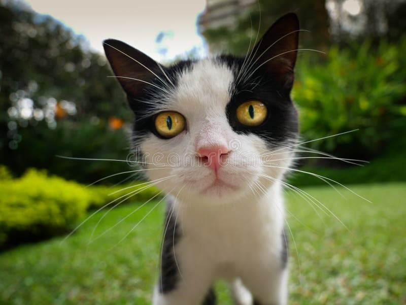 Chiuda su del fronte di piccolo gatto domestico curioso in un giardino della casa che guarda diritto alla macchina fotografica fotografie stock libere da diritti Chiuda su del fronte di piccolo gatto domestico curioso in un giardino della casa che guarda diritto alla macchina fotografica fotografie stock libere da diritti