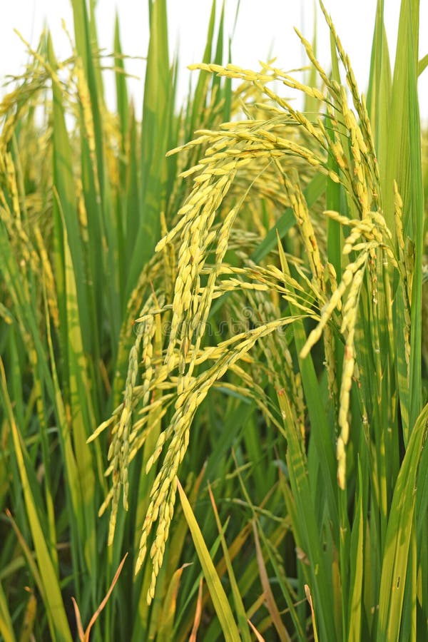 Chiuda su del giacimento giallo verde del riso in Tailandia immagine stock libera da diritti Chiuda su del giacimento giallo verde del riso in Tailandia immagine stock libera da diritti