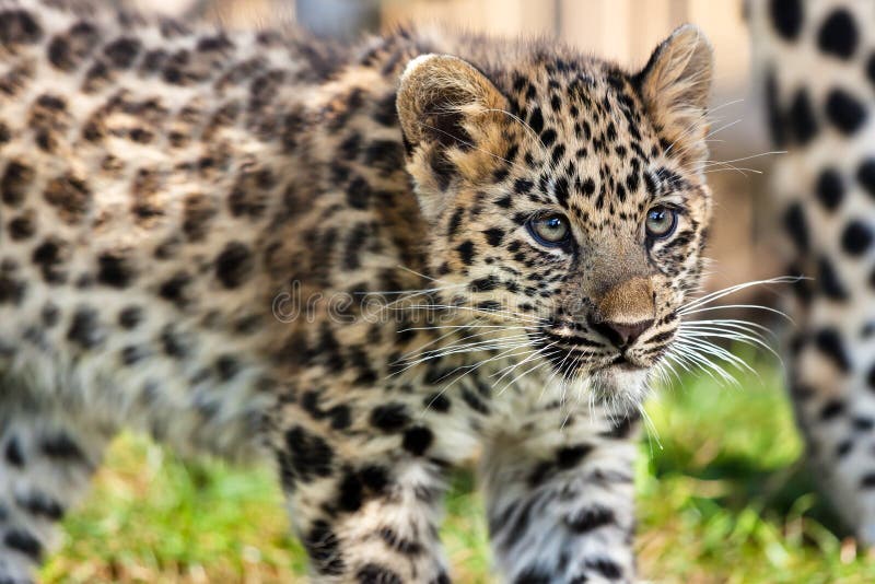 Chiuda in su del leopardo sveglio Cub del Amur del bambino fotografia stock Chiuda in su del leopardo sveglio Cub del Amur del bambino fotografia stock