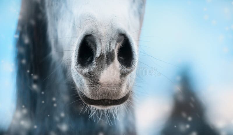 Chiuda su del naso del cavallo sul fondo della natura dell'inverno