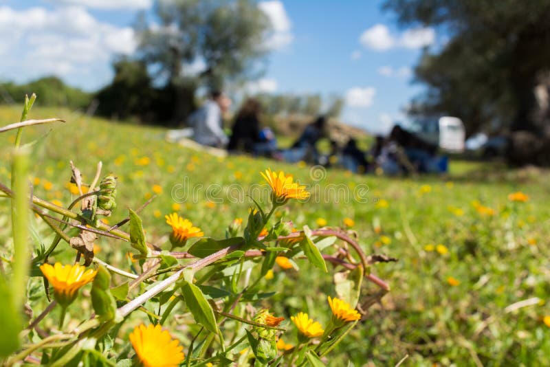 Chiuda su del prato fiorito sul fondo di picnic della famiglia della sfuocatura dentro fotografia stock libera da diritti Chiuda su del prato fiorito sul fondo di picnic della famiglia della sfuocatura dentro fotografia stock libera da diritti