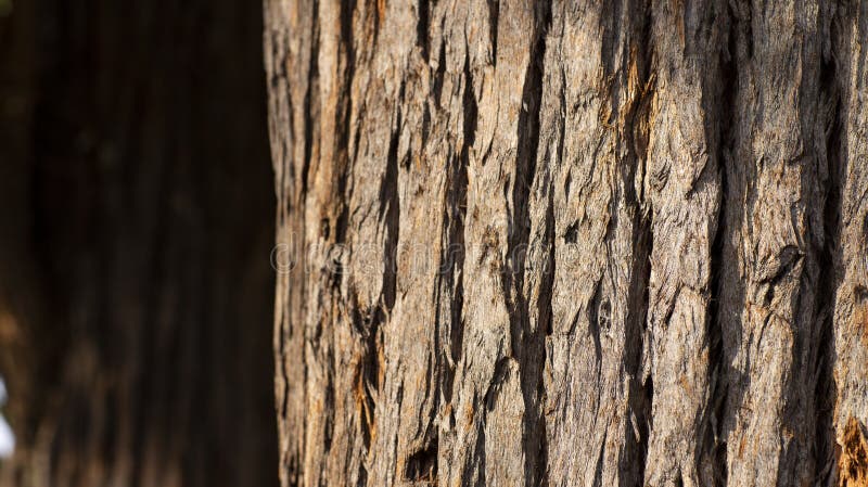 Chiuda su del tronco di albero e della sua corteccia strutturata fotografia stock libera da diritti Chiuda su del tronco di albero e della sua corteccia strutturata fotografia stock libera da diritti